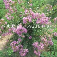 河南紫穗槐培育中心，大量供應(yīng)叢生紫薇，多年生紫薇