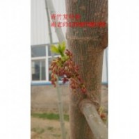 供應(yīng)自產(chǎn)自銷(xiāo)青竹復(fù)葉槭開(kāi)花