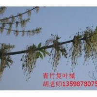 青竹復(fù)葉槭開(kāi)花