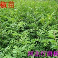 花椒苗多少錢(qián)