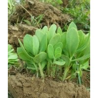 大量出售優(yōu)質(zhì)金邊玉簪