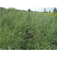 供應(yīng)沙棗苗 檸條苗 紫穗槐苗