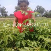 耐寒高大行道樹苗1米高復(fù)葉槭苗通貨起苗價格低