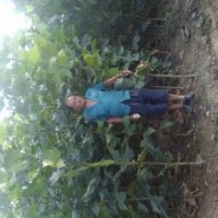 供應(yīng)國槐苗