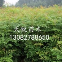 山東北欒小苗，山東北欒小苗供應(yīng)商，山東北欒小苗種植基地