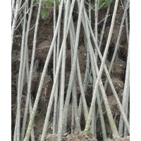 供應(yīng)女貞 銀杏 水杉