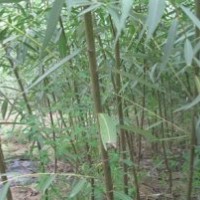 河北柳樹、保定柳樹、河北饅頭柳、保定饅頭柳