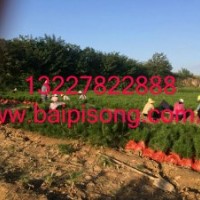 我公司供應(yīng)大量普通白皮松 陜西藍田白皮松