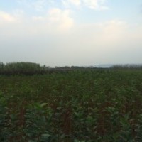 供應紅楓、櫻花、雞爪槭、紅葉李、海棠、紫薇等各種小苗