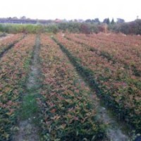 低價(jià)供應(yīng)紅葉石楠