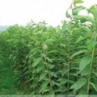 櫻花苗價(jià)格