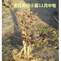 純正冬紅黃楊種源苗