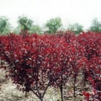供應(yīng)紅葉李，大葉女貞，法桐