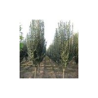 常年大量出售西府海棠.北美系列海棠.垂絲海棠.北京八棱海棠。