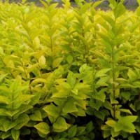 青州上盆30公分金葉女貞