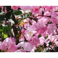 2-8公分垂絲海棠苗，垂絲海棠芽苗及根接苗。