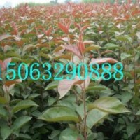 貴人果海棠苗，凱爾斯海棠苗，光輝海棠苗，火焰海棠苗。