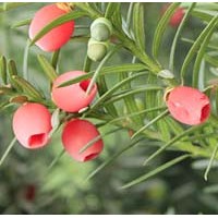 蒼山供應(yīng)曼地亞紅豆杉