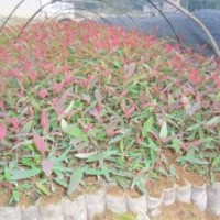 供應(yīng)速生桉樹苗，松樹苗，香樟苗，桂花苗，羅漢松苗，紅繼木，毛