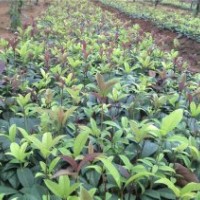 日香桂扦插苗、湖南日香桂小苗批發(fā)、日香桂價格表