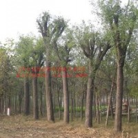 出售保定國槐