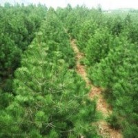 山西白皮松油松基地廉價(jià)提供油松白皮松