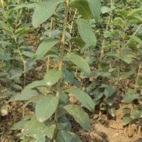 提供流蘇苗廉價提供流蘇