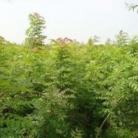 供應(yīng)黃連木小苗、3公分黃連木小苗