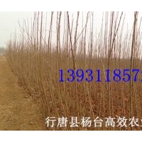 今年紅葉櫻花苗價(jià)格