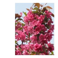 北美海棠苗，亞當(dāng)海棠苗，紅麗海棠苗，琥珀海棠苗