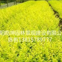 小葉女貞球，金葉女貞球，大葉黃楊球,龍柏球