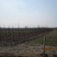 出售 欒樹 白蠟