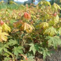 九角楓苗、假色槭、九角楓