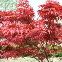 低價供應(yīng)綠化苗木 龍柏 黃楊 冬青