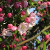 海棠苗木基供應(yīng)北美系列海棠樹苗直銷優(yōu)質(zhì)北美海棠系列--珠穆朗瑪