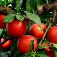 直銷當(dāng)年結(jié)果桃樹苗 嫁接桃樹苗 五月紅水蜜桃苗廠家長(zhǎng)期出售