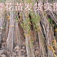 本苗木基地常年供應2——10公分櫻花 規(guī)格齊全質優(yōu)價廉