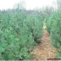 白皮松種子浸種消毒