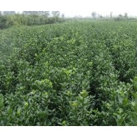 河北保定40-50-60公分高大葉黃楊價(jià)格