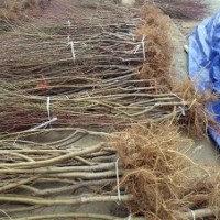 3泰安桃苗 優(yōu)質(zhì)嫁接桃樹苗 專業(yè)供應(yīng)矮化桃樹苗 當(dāng)年結(jié)果桃樹苗