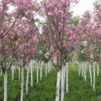 5公分西府海棠價格 長期供應(yīng)西府海棠樹苗 行道樹優(yōu)質(zhì)風(fēng)景綠化苗