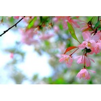 皇家雨點(diǎn)海棠的觀賞價(jià)值和綠化效果