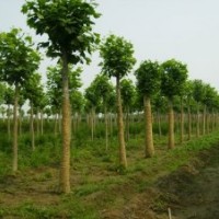 10公分法桐的價格