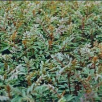 蘋果樹,核桃樹,桃樹,杏樹,梨樹,棗樹