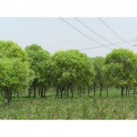 金葉女貞 饅頭柳 最新價格 量大優(yōu)惠