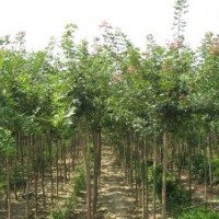 苗農(nóng)直銷五角楓苗 自產(chǎn)自銷五角楓苗