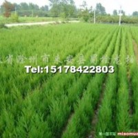 精品《蜀檜、龍柏》