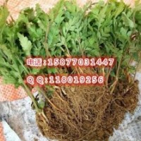 楊梅小苗 東魁楊梅樹苗 楊梅芽苗 毛桃苗 積殼苗