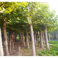 法桐小苗供應(yīng)