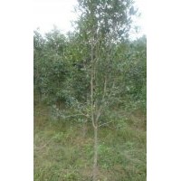 紅葉石楠苗 桂花苗金桂